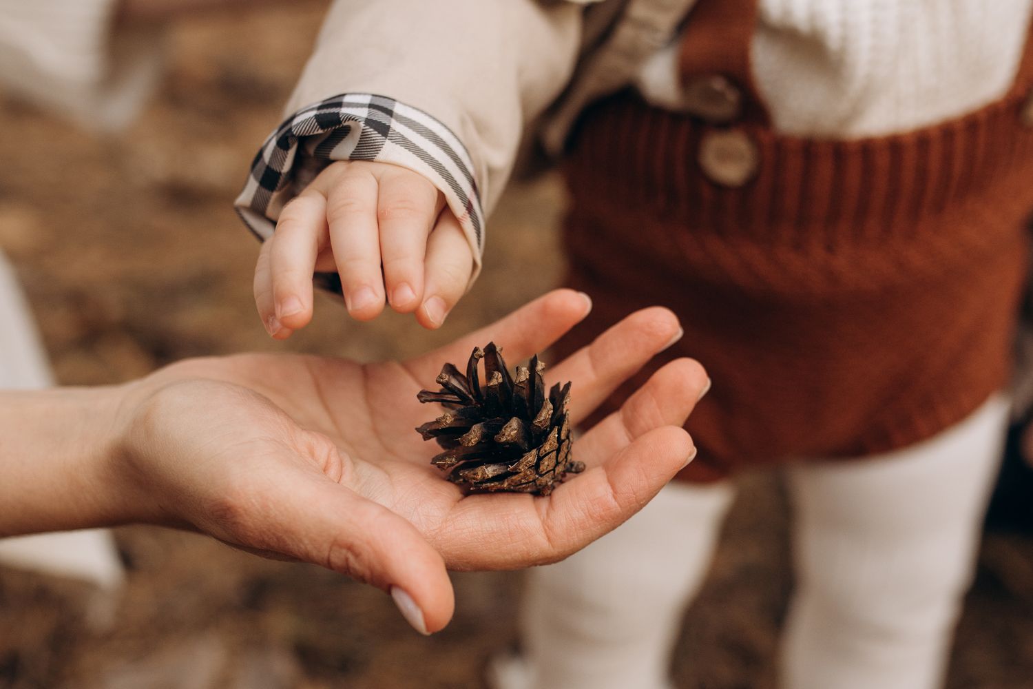 A mother gives a child a pine cone in the forest. Close-up photo of mother's baby's hands and bump. Children's knowledge of the world.
